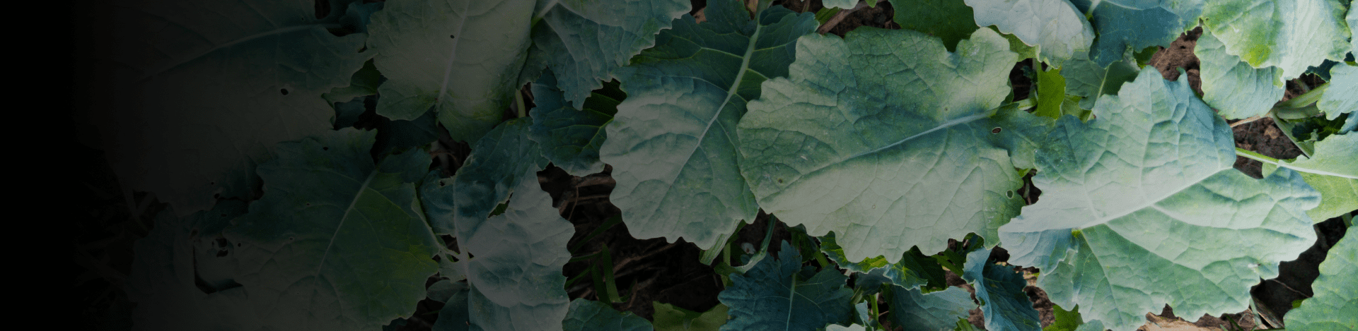 Green leafy plants with dark background.