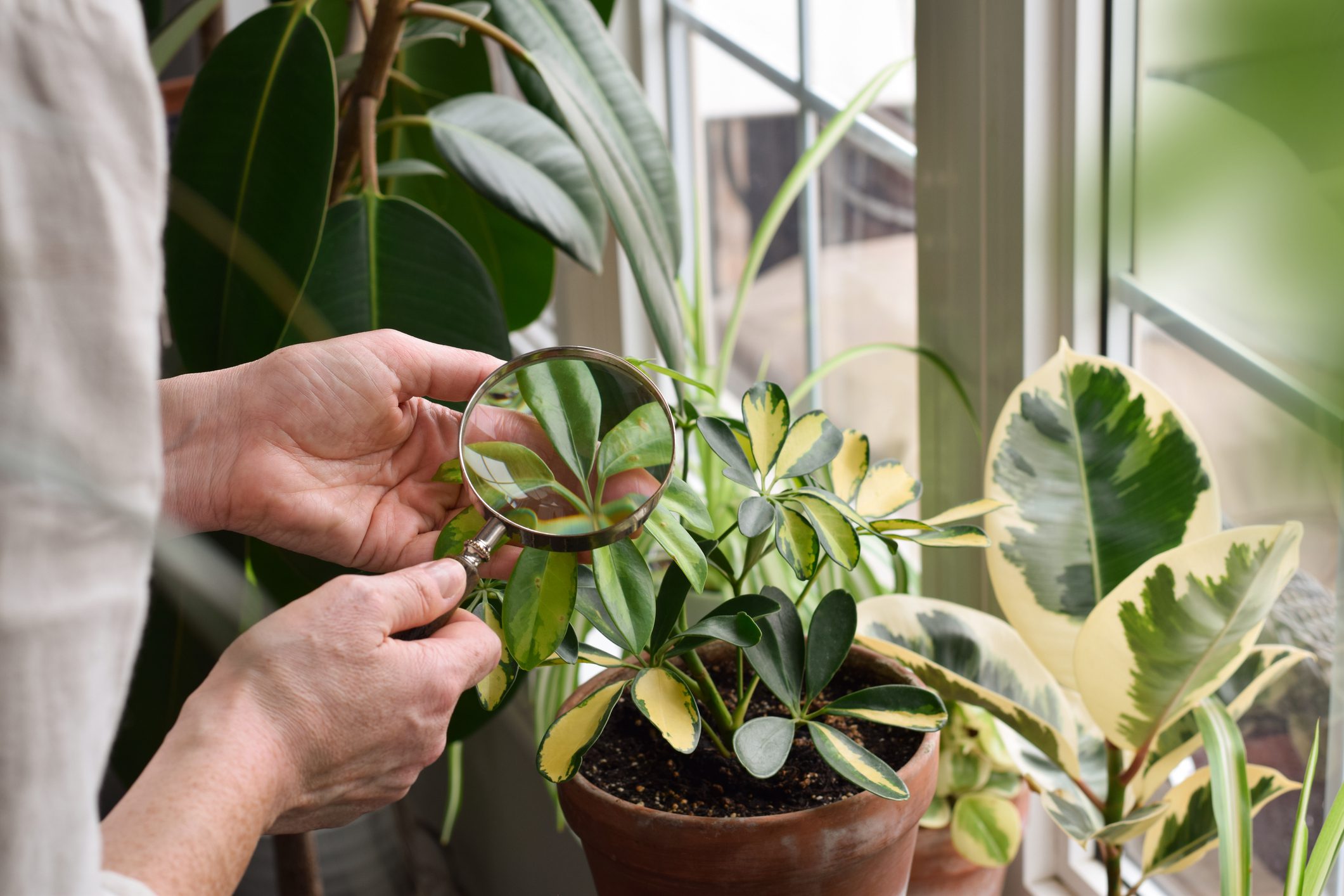 Person examining plant with magnifying glass.