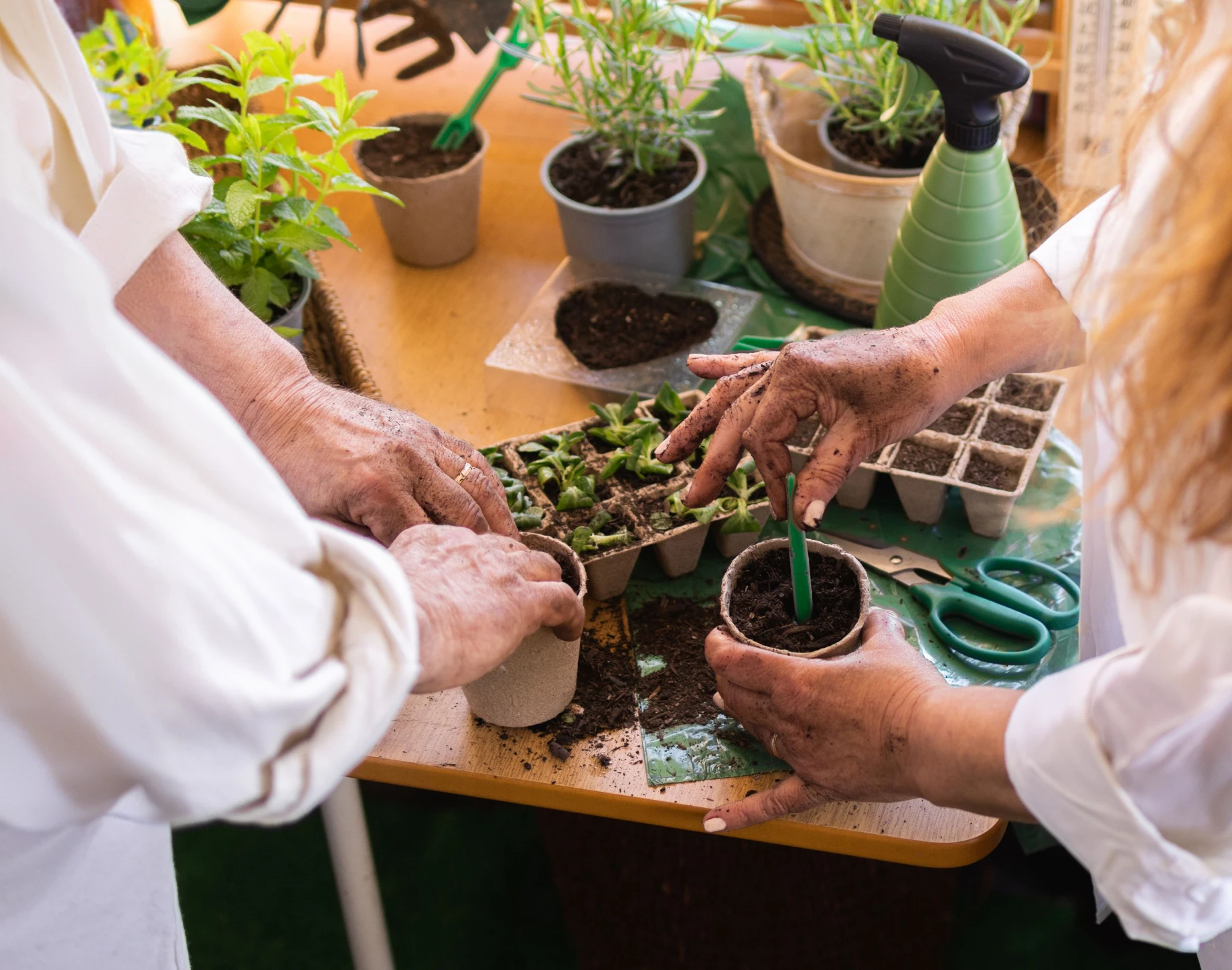 People planting seedlings on a table indoors.