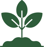 Green plant with three leaves on soil.